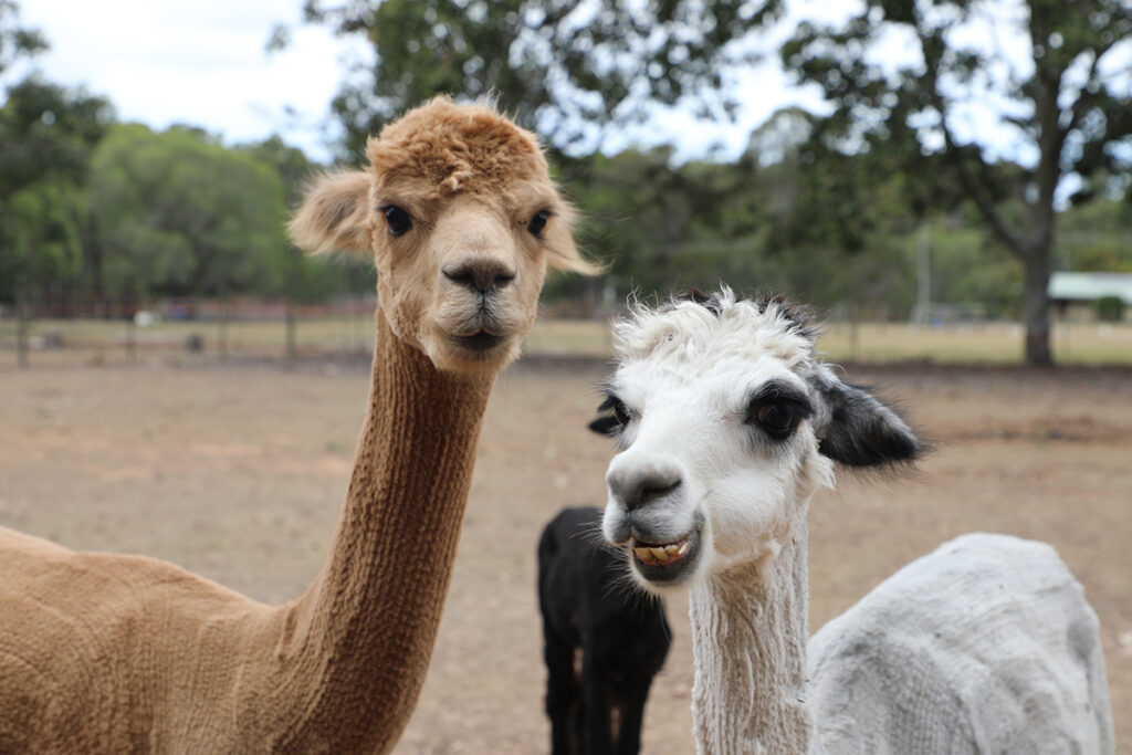 AllyHar Alpaca Farm