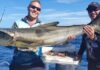 Cobia