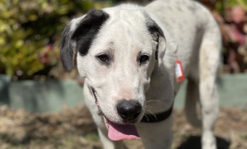 Henry Bundaberg RSPCA