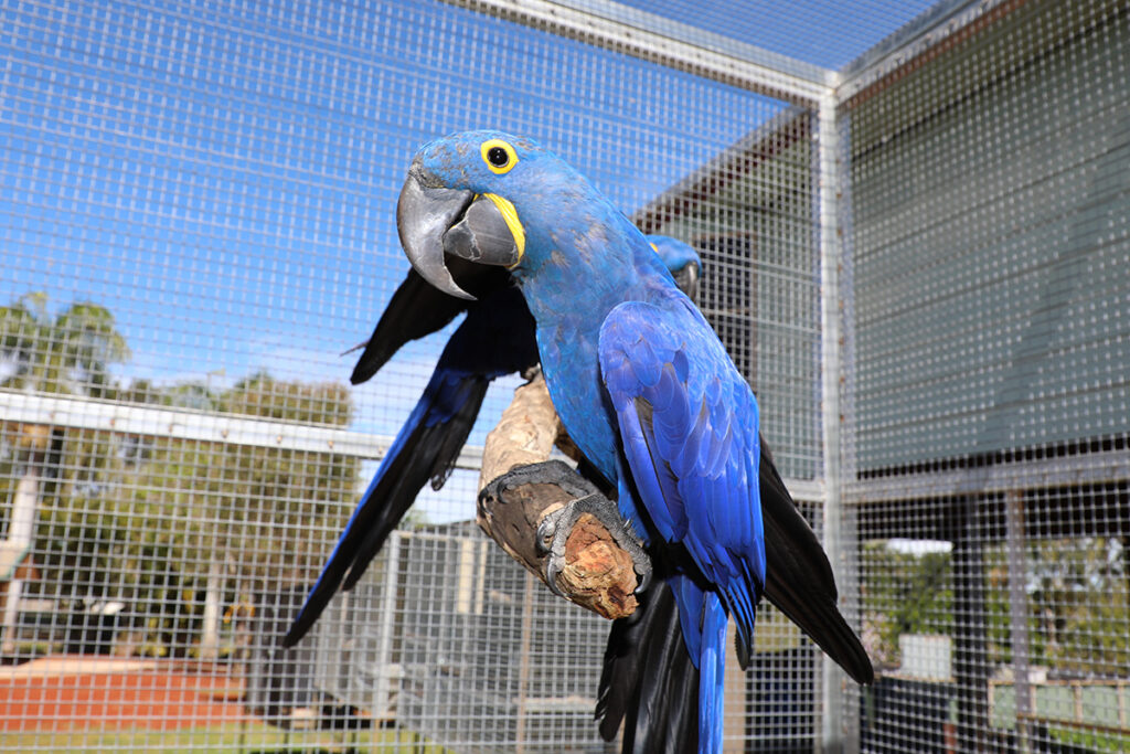 Macaws