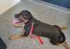 Dynamite Red Collar Rescue