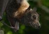 Flying fox public health
