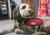 Assistance animals