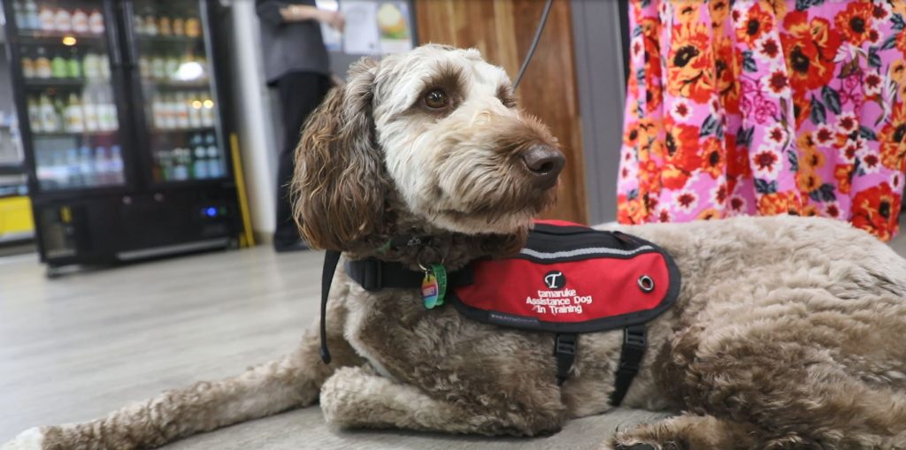 Harlee my multipurpose service dog in training : r/dogswithjobs