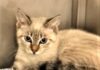 RSPCA Bundaberg Neve