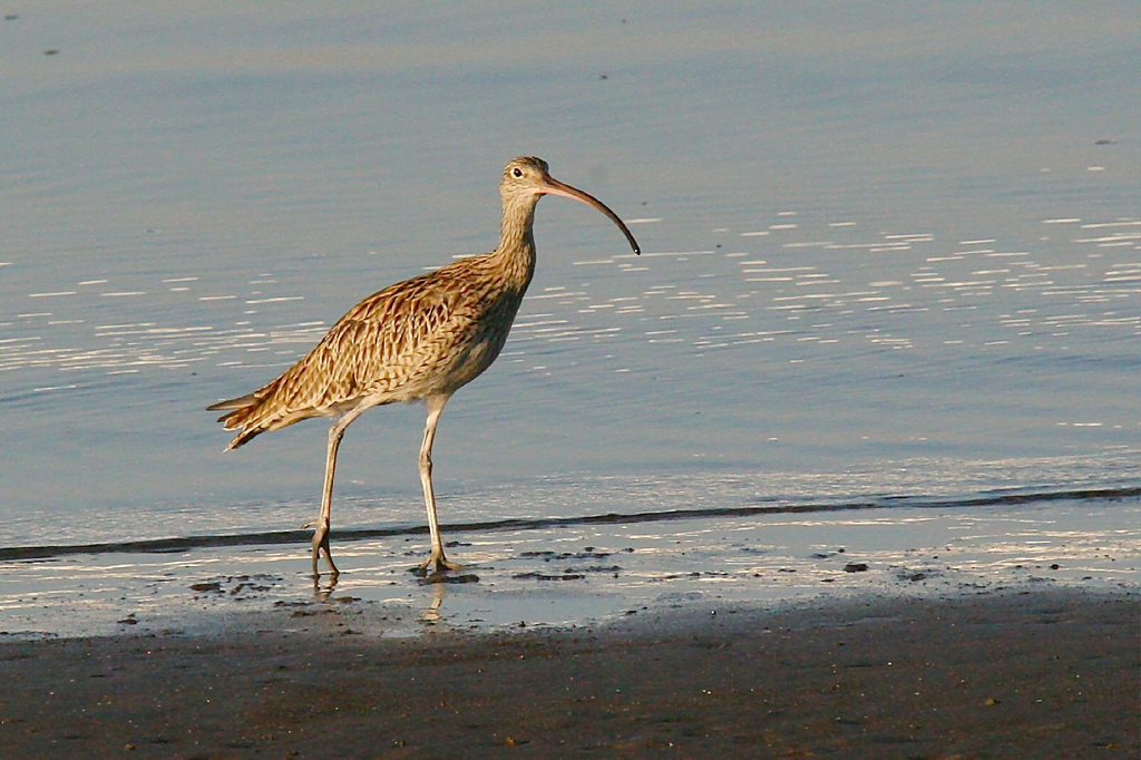 Bundaberg coastal shorebirds