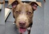 RSPCA Bundaberg Harry