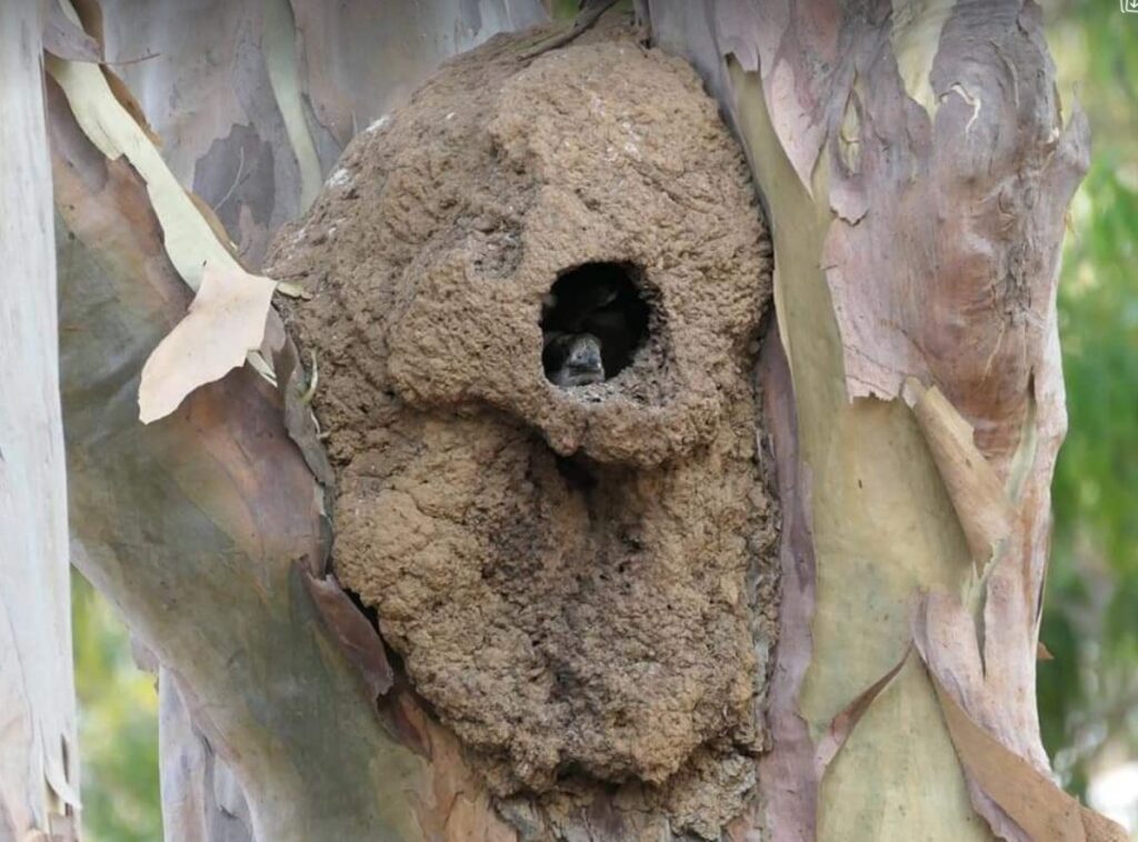 Moore Park Beach mud nest