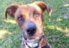 Kova Bundaberg RSPCA