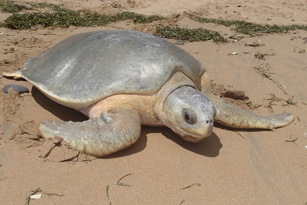 flatback turtle Mon Repos