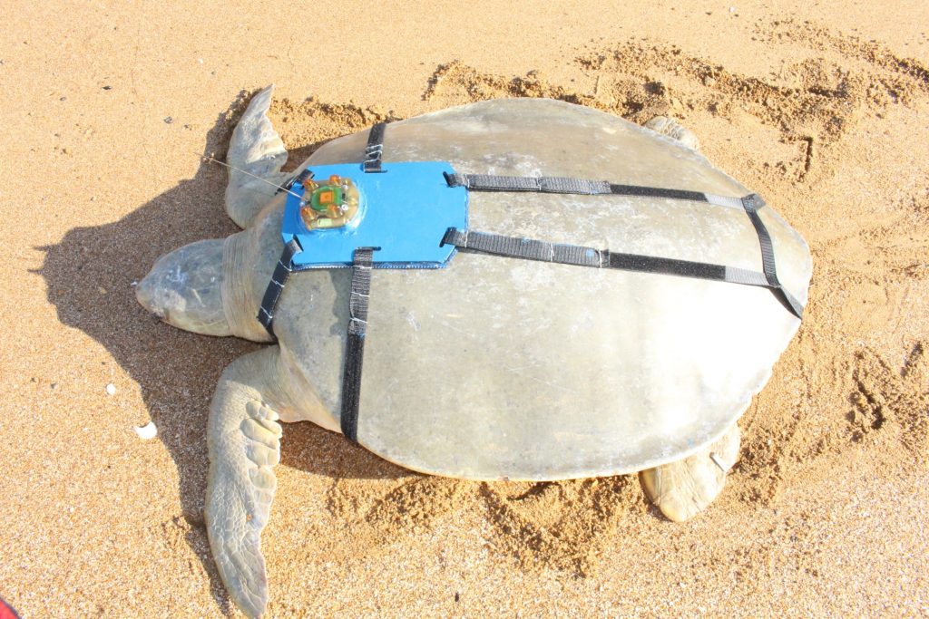 flatback turtle Mon Repos