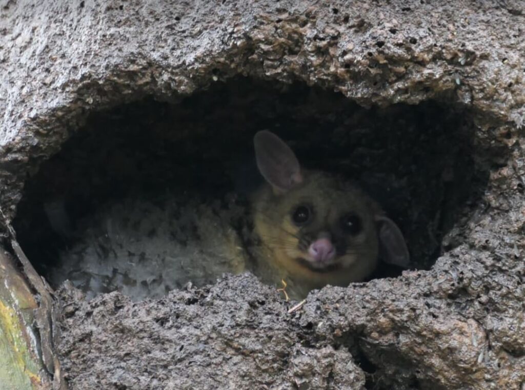 Moore Park Beach nest