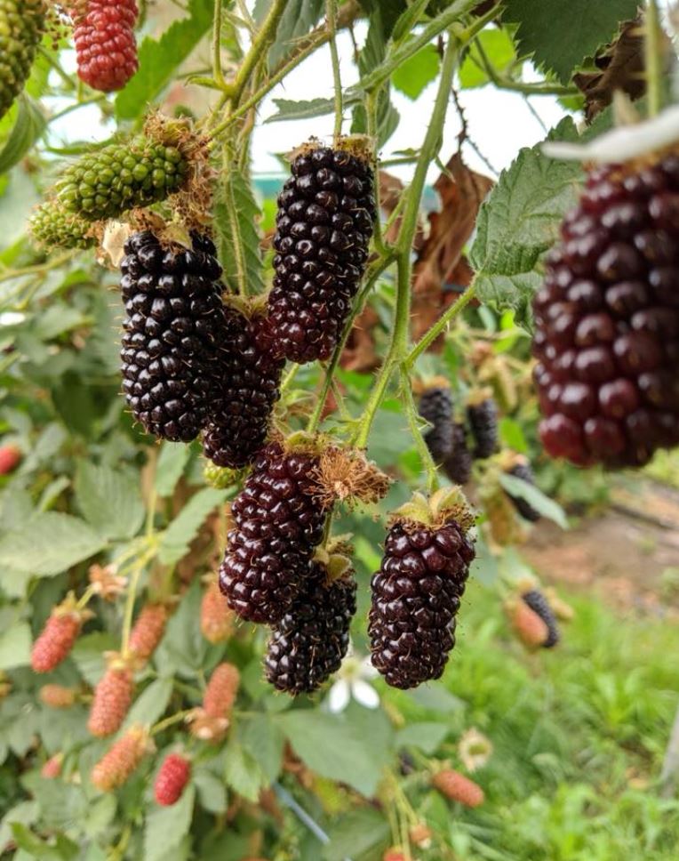 Hillwood Berries Bundaberg