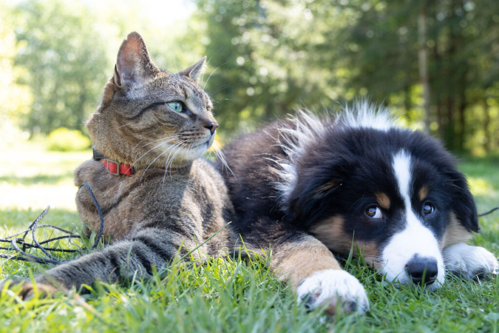 RSPCA Bundaberg microchipping