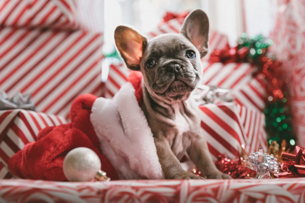 christmas pet lifetime