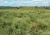 Parthenium
