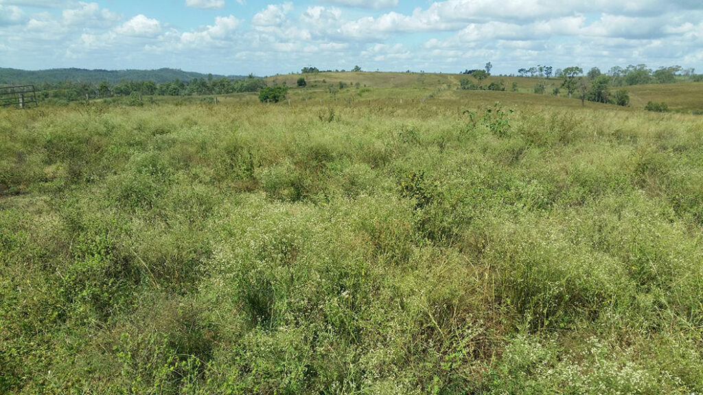 Parthenium