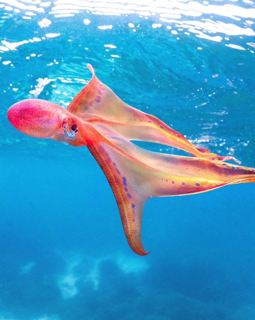 rare blanket octopus