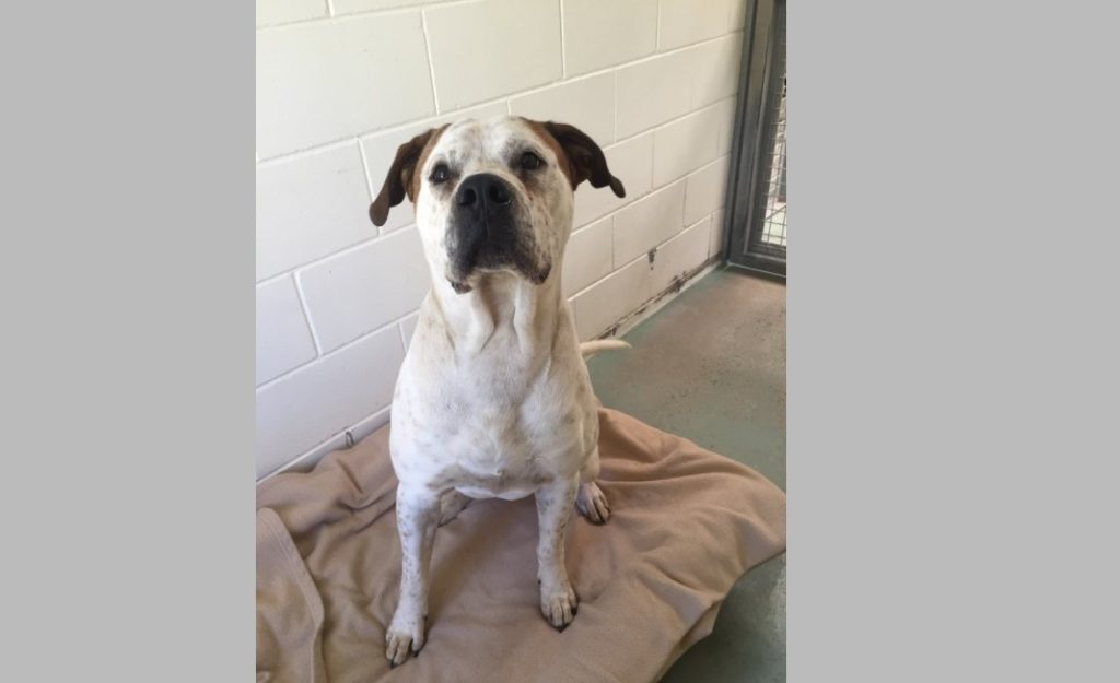 frodo Bundaberg RSPCA