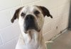 frodo Bundaberg RSPCA