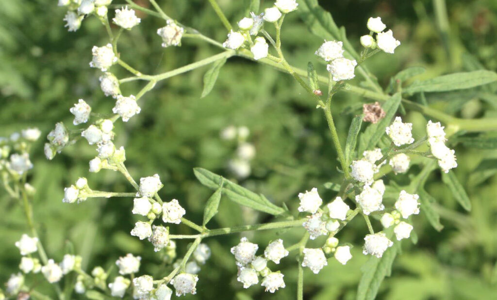 Parthenium  