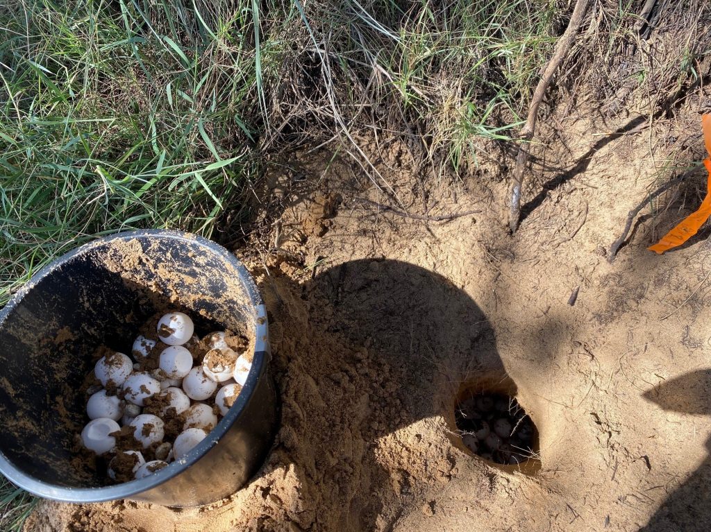 high tides turtle mon repos