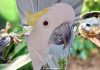 Alexandra Park Zoo animals