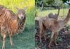 Alpaca rescue