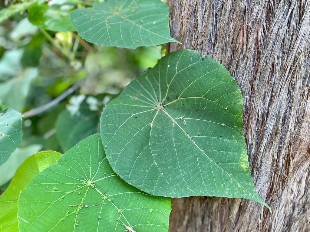 Botanic Gardens Valentine ANt