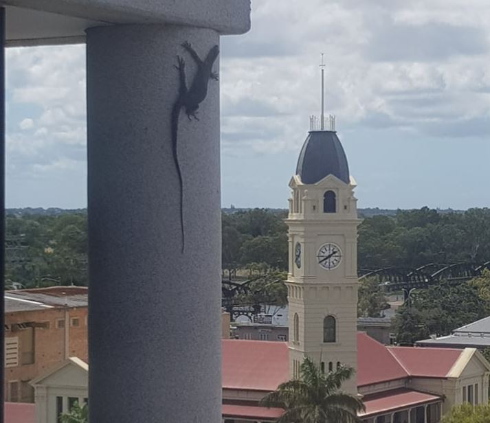 goanna cbd building