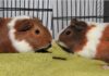Huey and Louie