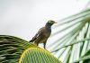 FeralScan Indian myna