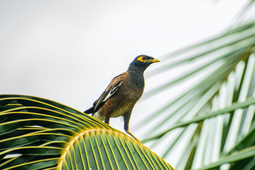 FeralScan Indian myna