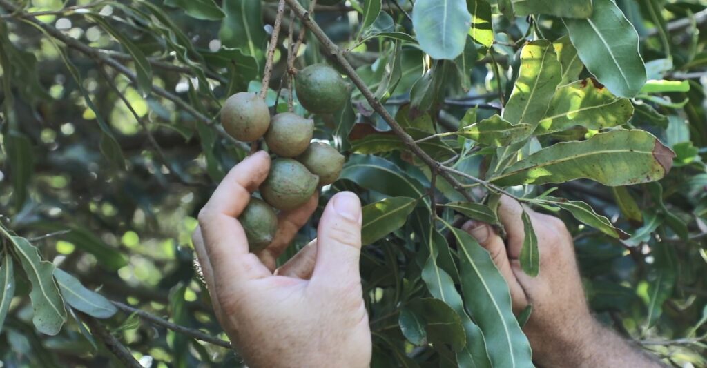 macadamia carbon positive