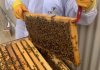workshop bee keeping