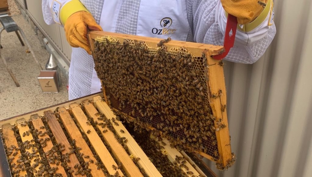 workshop bee keeping