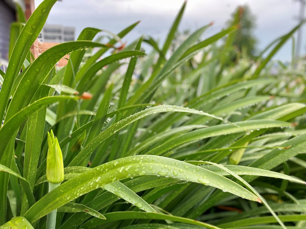 Bundaberg region rain