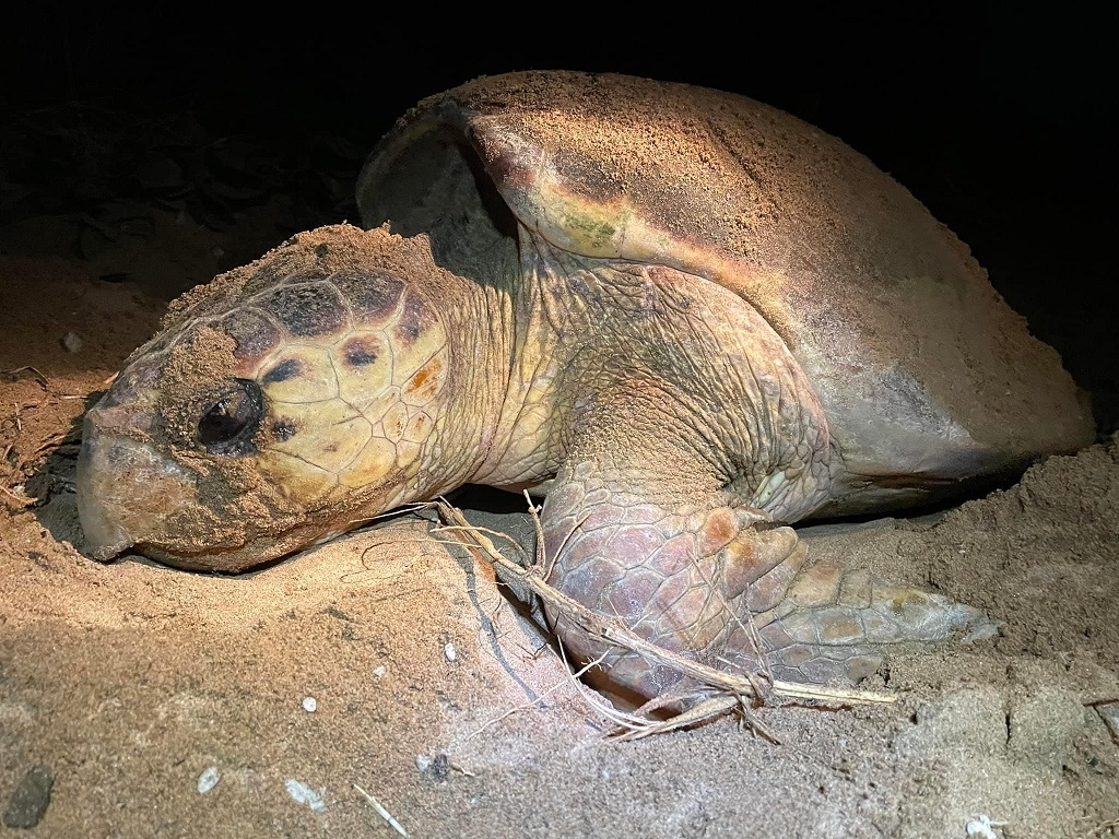 turtle nesting season