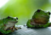 backyard frog hotel