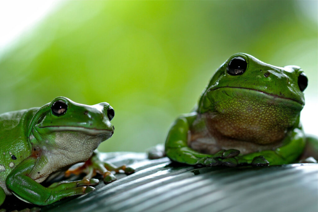 backyard frog hotel