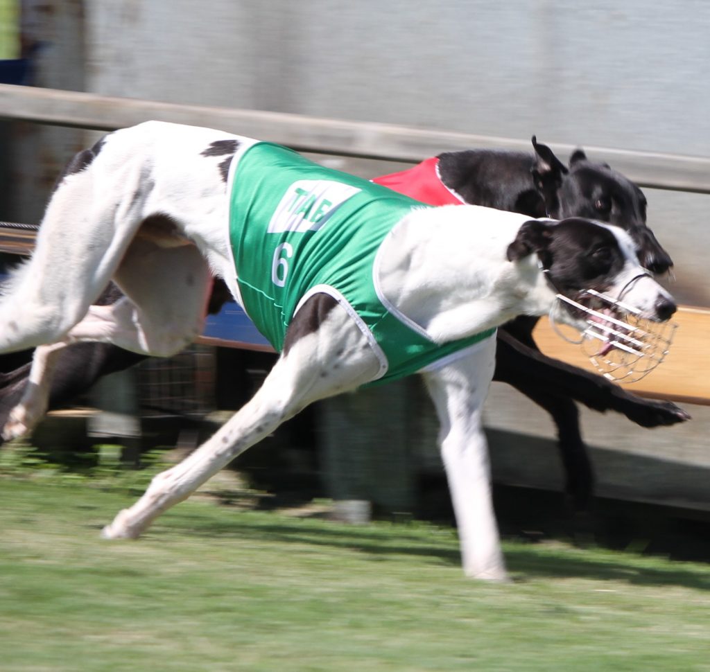 Bundaberg Cup