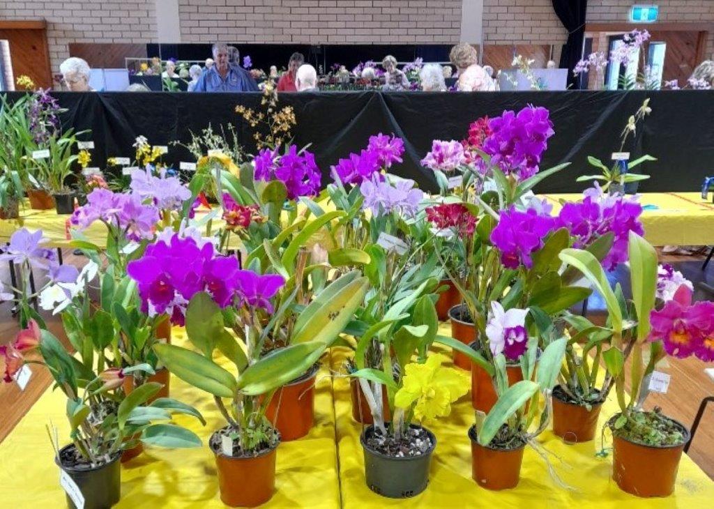 Childers and Isis District Orchid Society