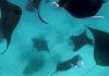 Manta rays courting
