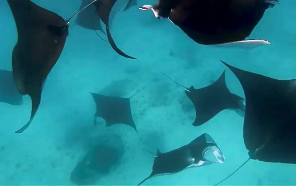Manta rays courting