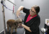 Indulgence Dog Spa