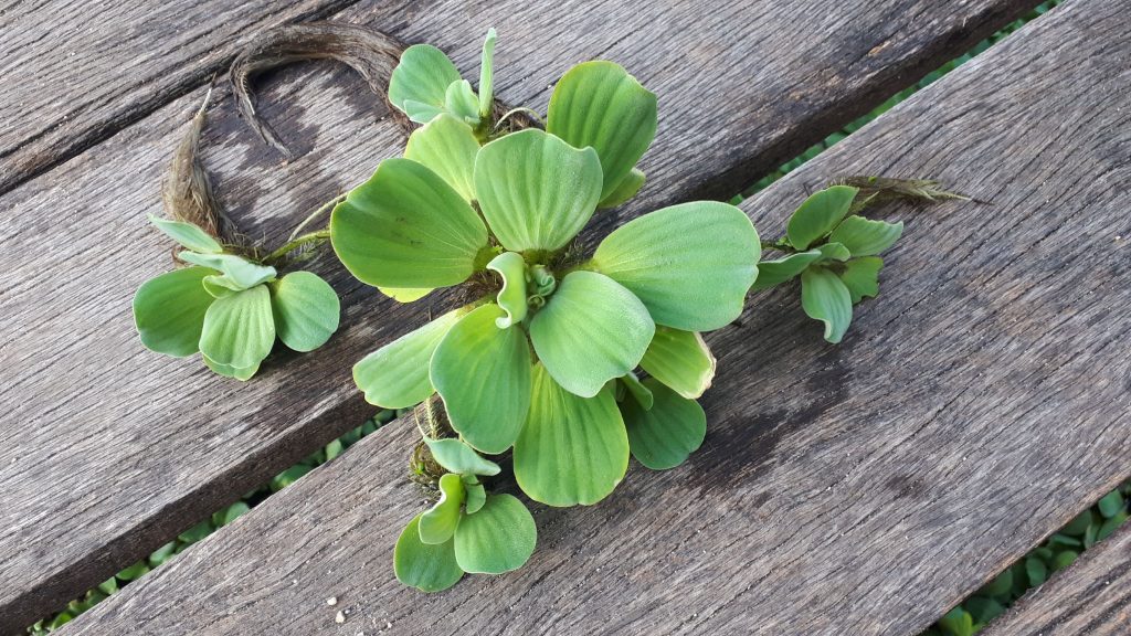 water lettuce