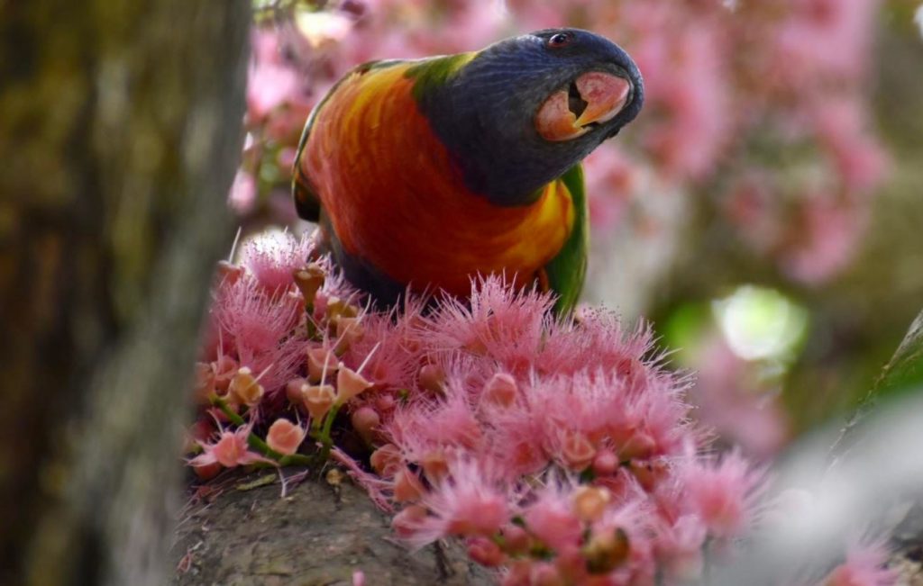 Botanic Gardens Day