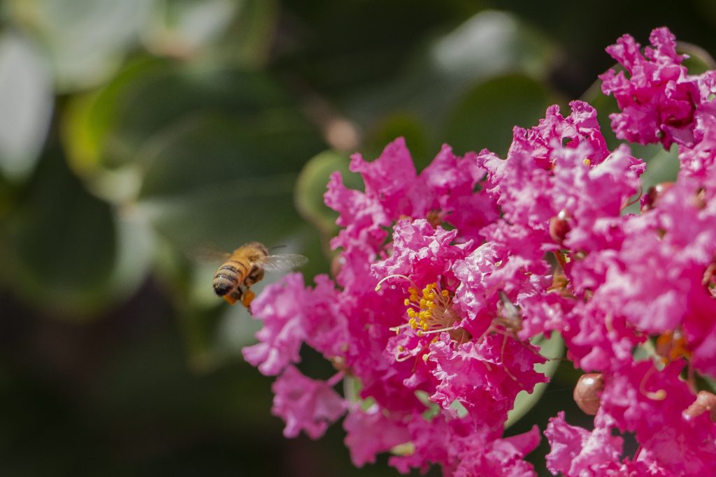 Botanic Gardens Day