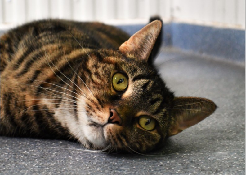 Gypsy Bundaberg RSPCA