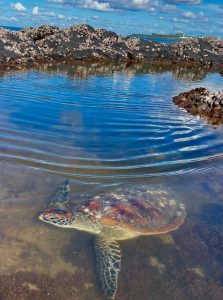 turtle rockpool Bargara